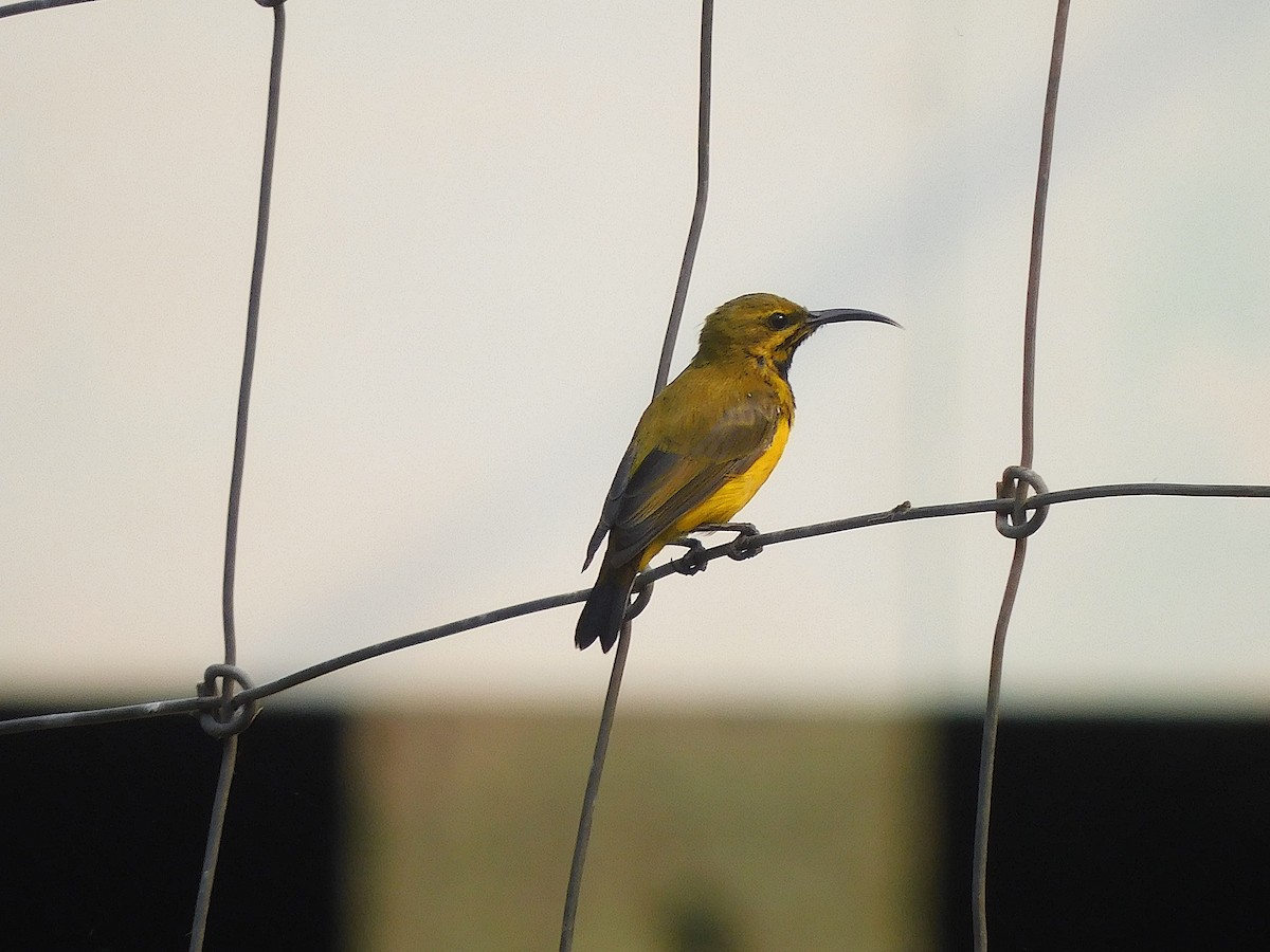 Sahul Sunbird - ML641789397