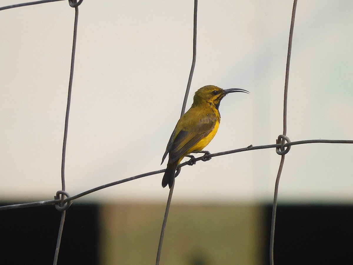 Sahul Sunbird - ML641789398