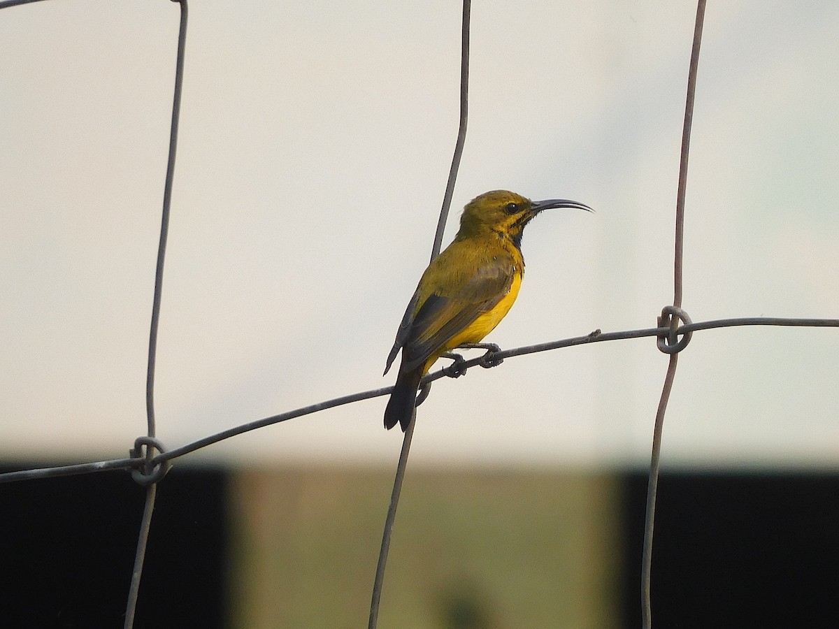 Sahul Sunbird - ML641789399