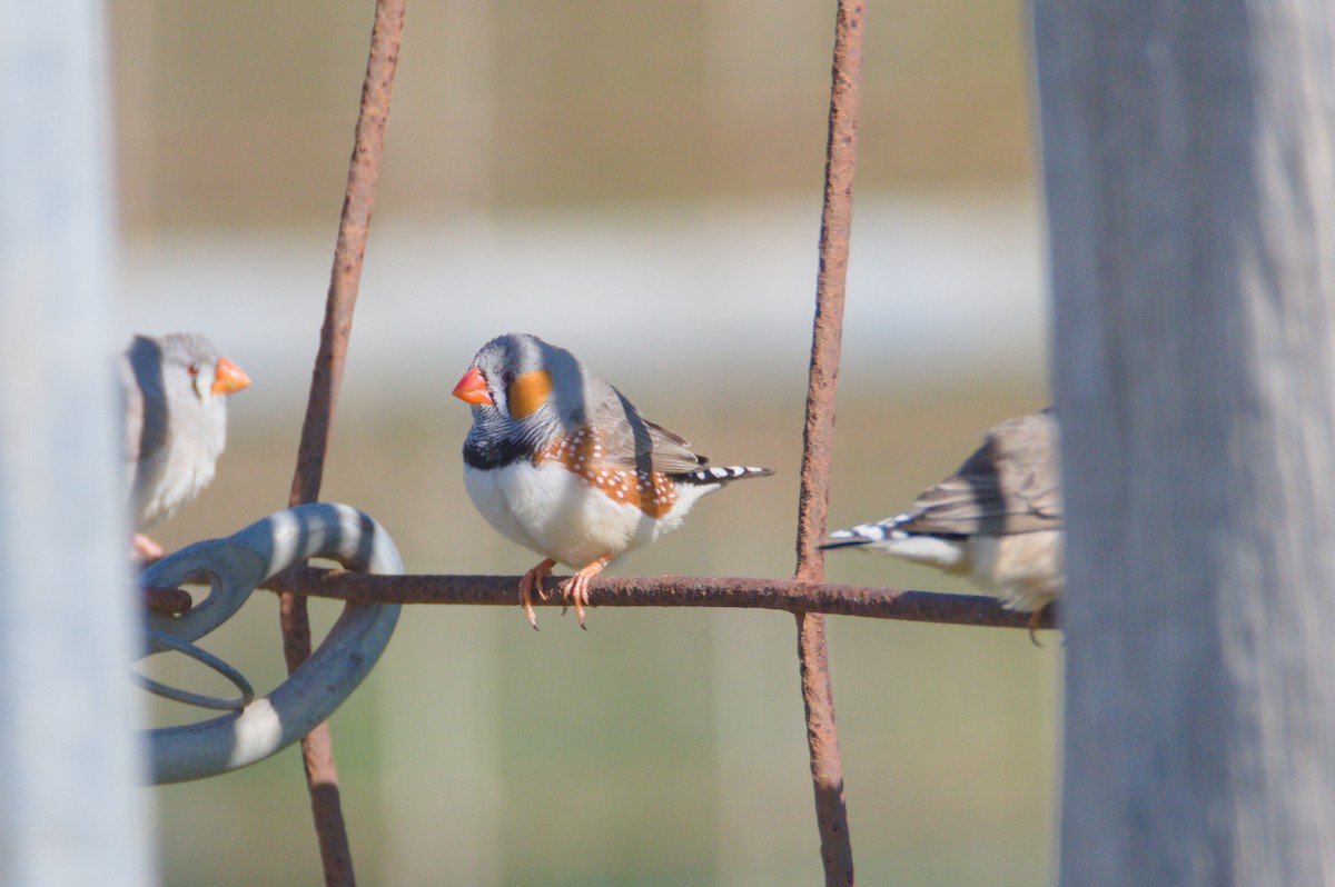 Zebra Finch - ML641789400