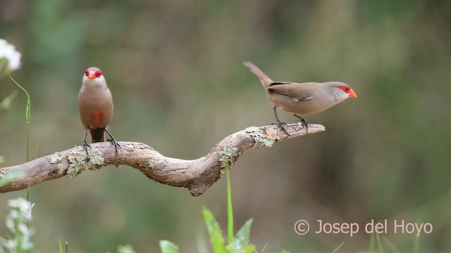 Common Waxbill - ML641789417