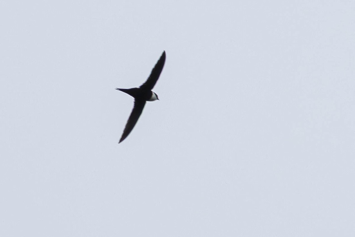 Lesser Swallow-tailed Swift - ML641789436