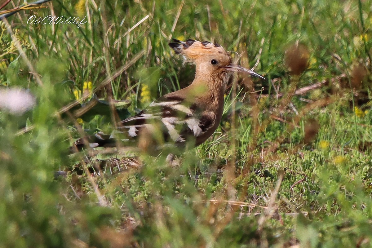 Eurasian Hoopoe - ML641789457