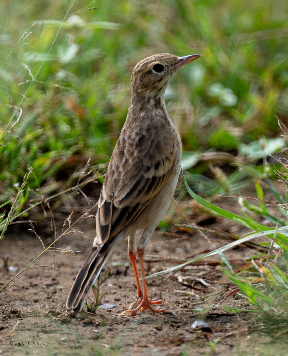 Pipit rousset - ML641789466