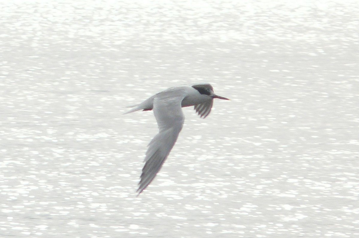 Sandwich Tern - ML641789473