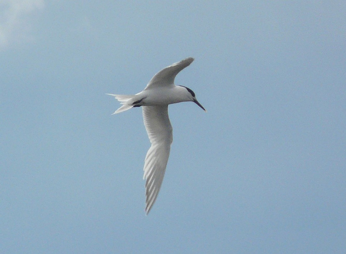 Sandwich Tern - ML641789474