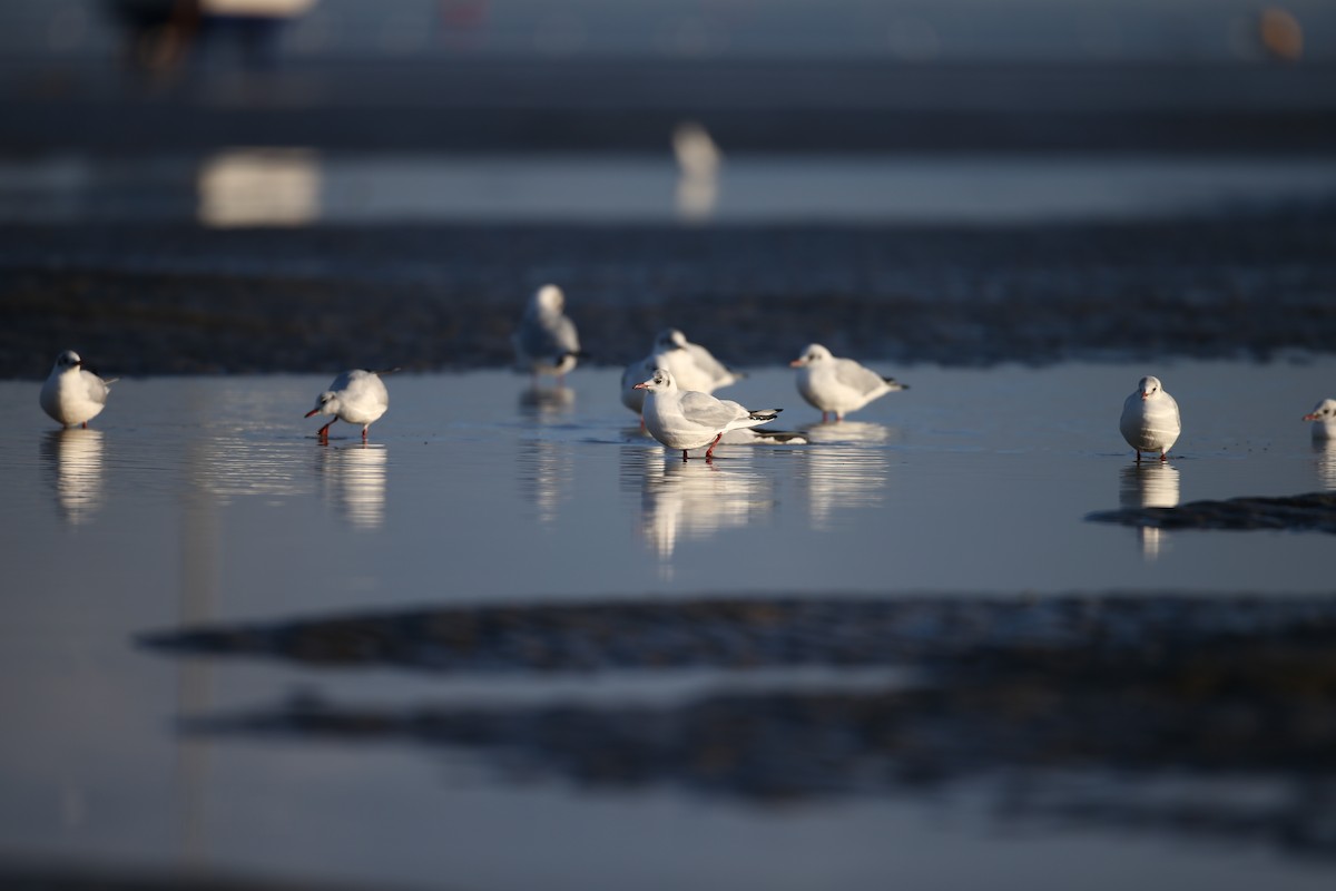 Mouette rieuse - ML641789496