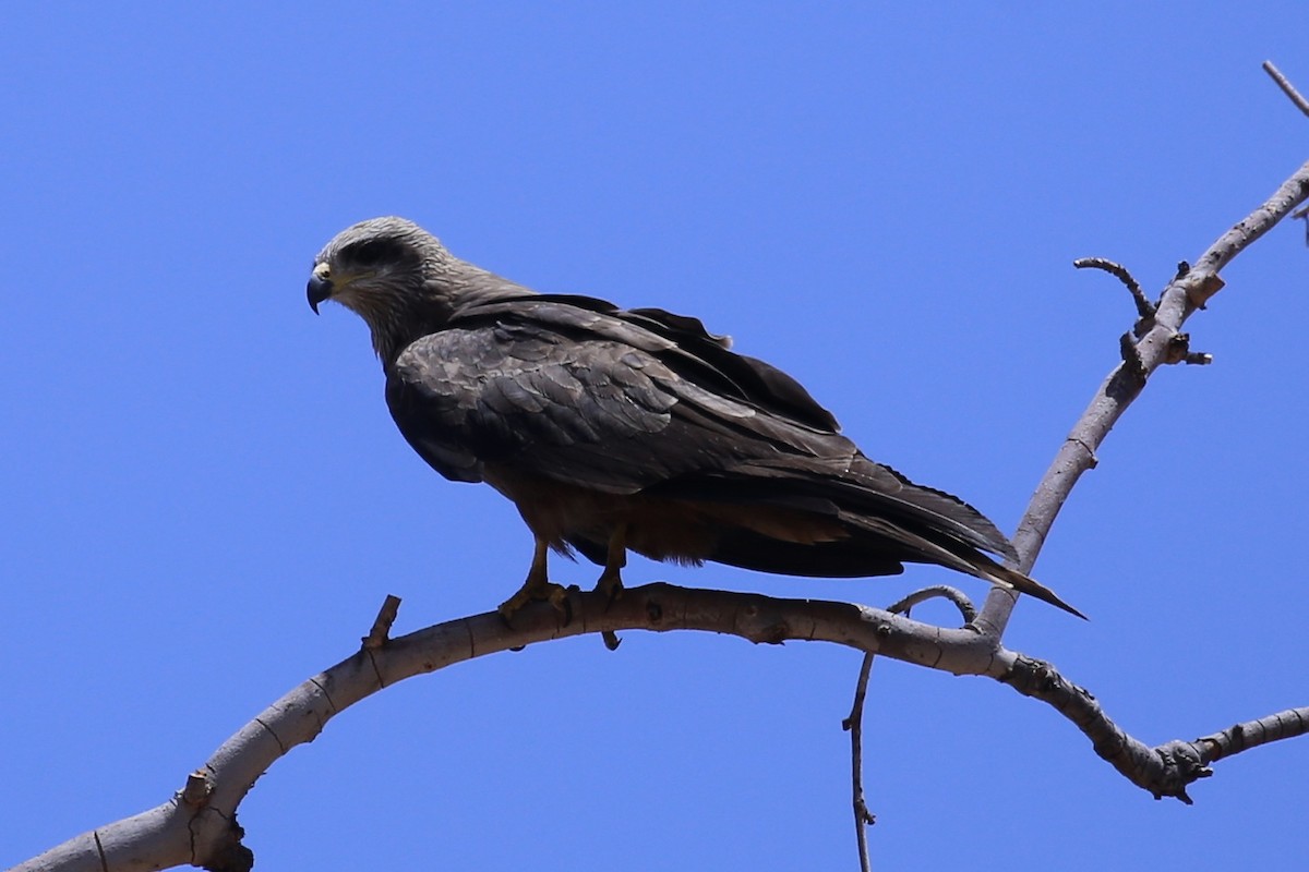 黑鳶(migrans群) - ML641789499