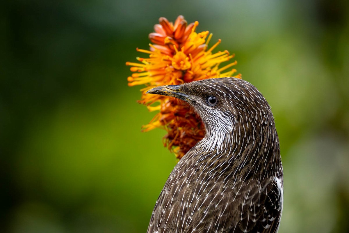 laločnatka malá - ML641789503