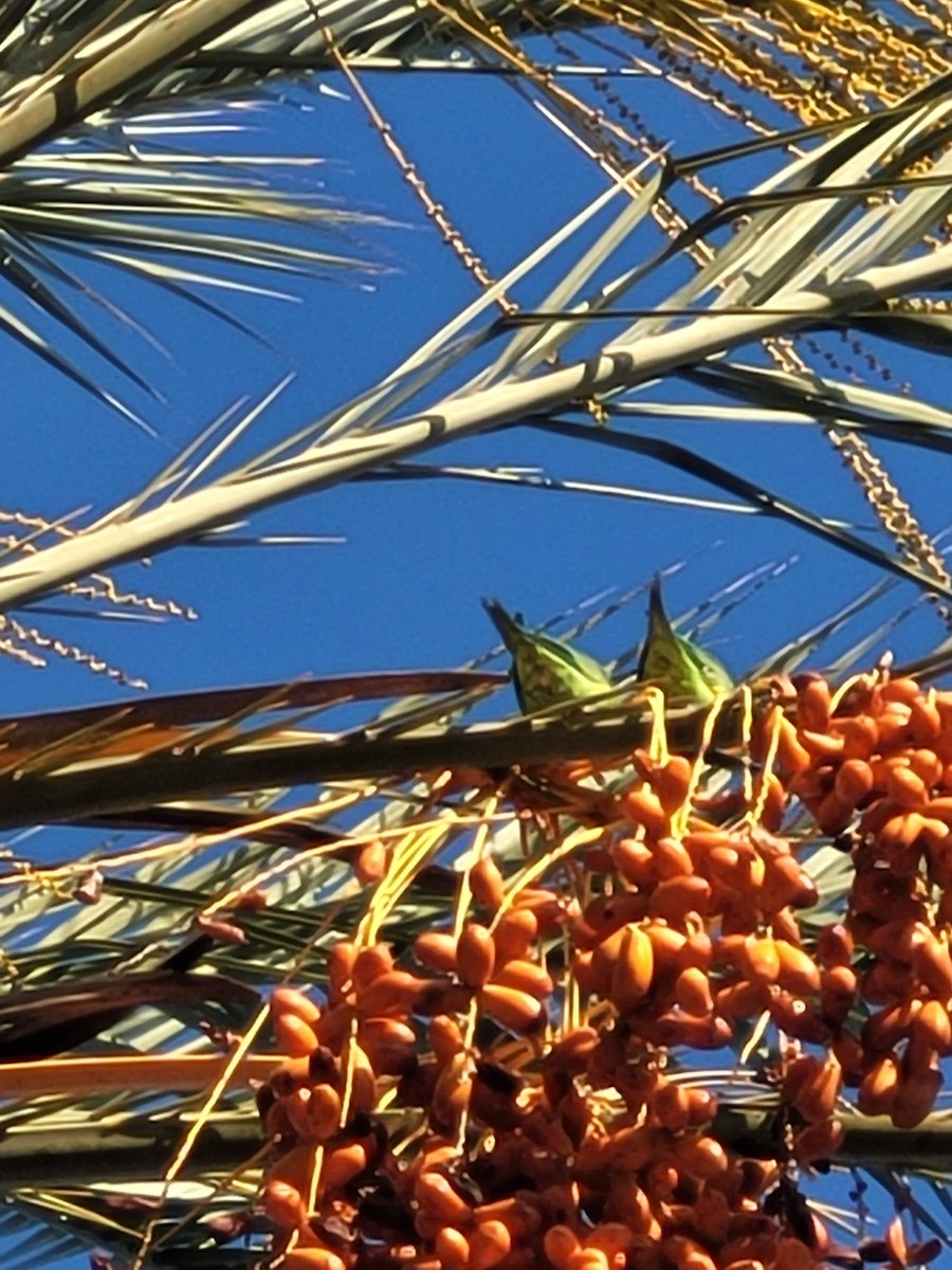 Yellow-chevroned Parakeet - ML641789509