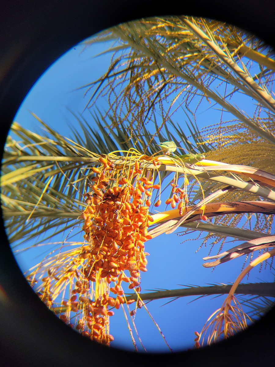 Yellow-chevroned Parakeet - ML641789510