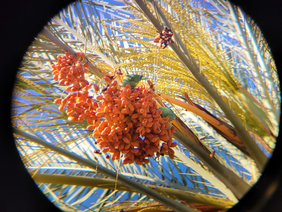 Yellow-chevroned Parakeet - ML641789511