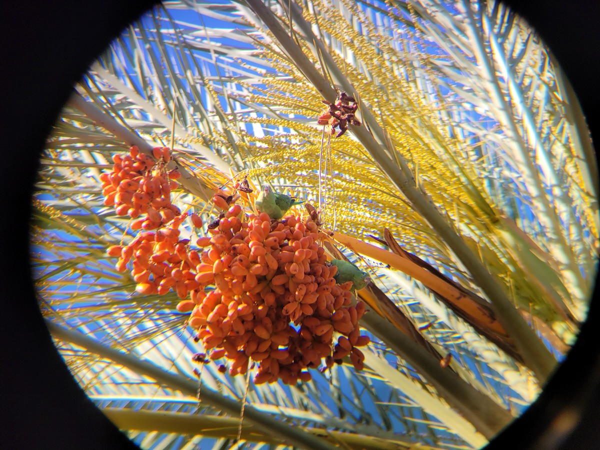 Yellow-chevroned Parakeet - ML641789512