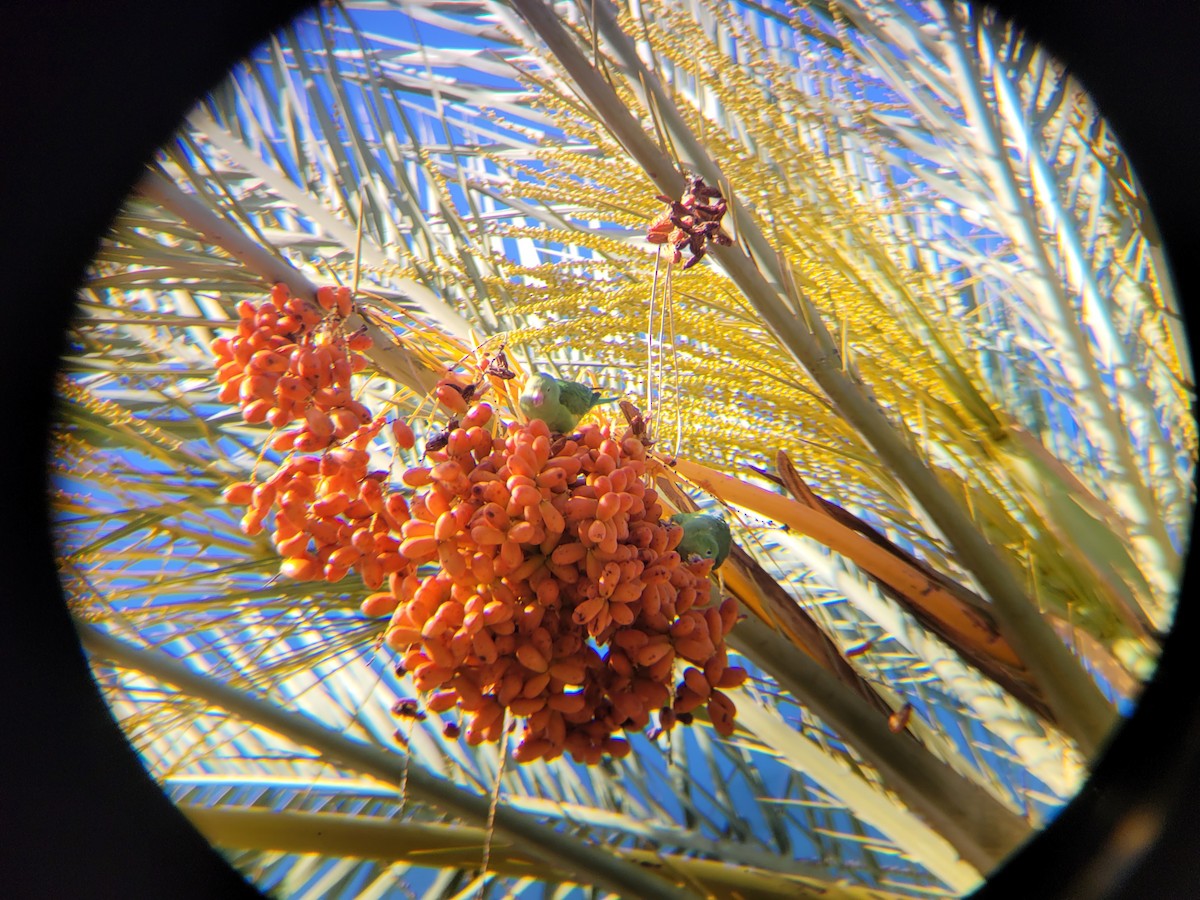 Yellow-chevroned Parakeet - ML641789513