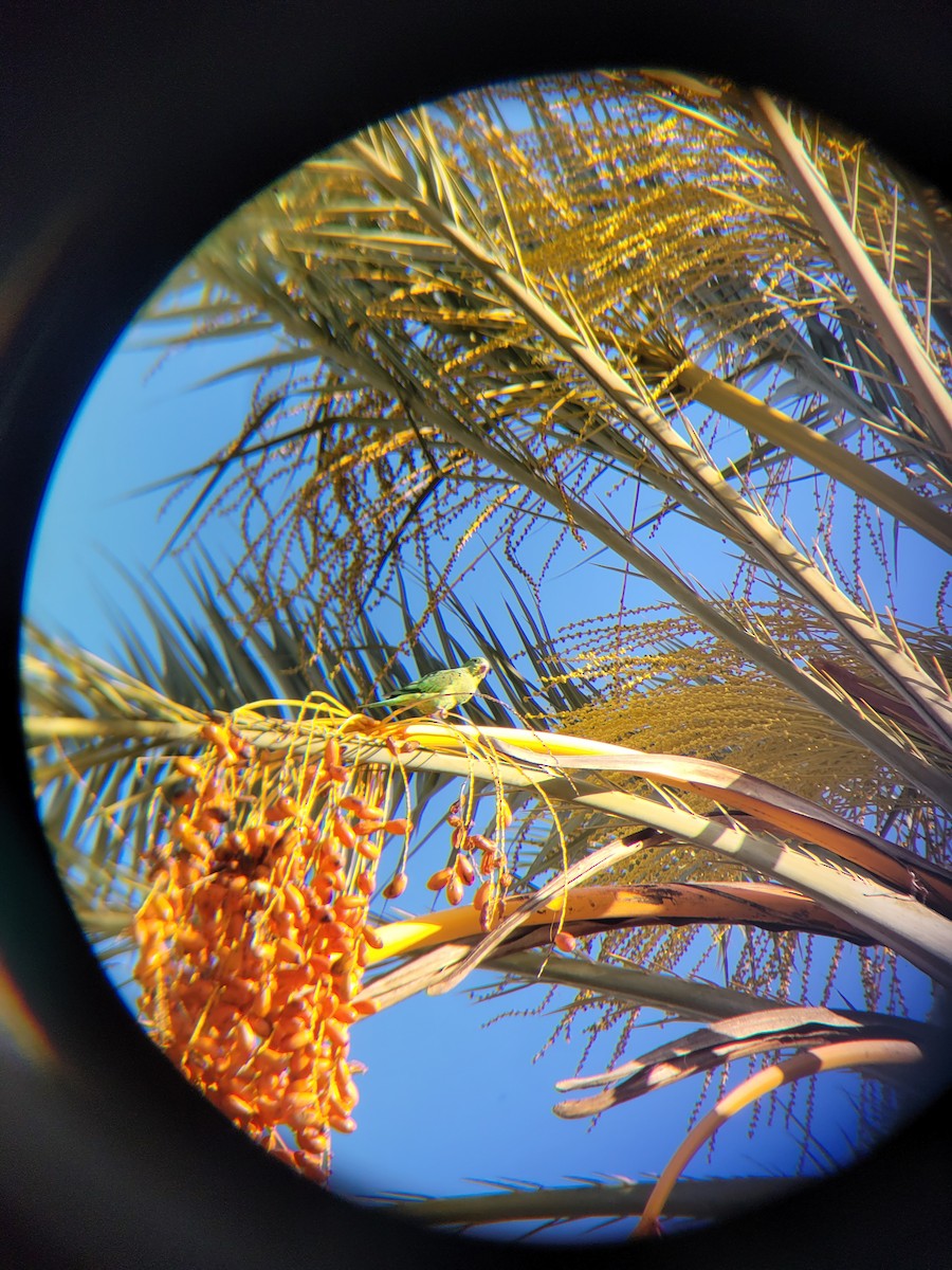 Yellow-chevroned Parakeet - ML641789514