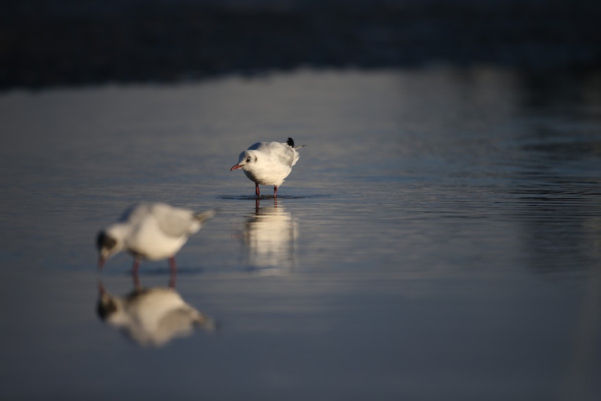 Mouette rieuse - ML641789537