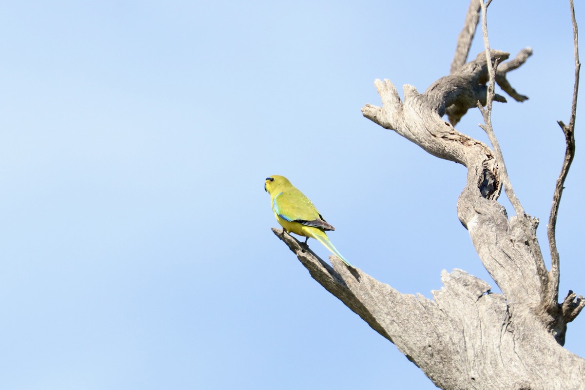 Elegant Parrot - ML641789559