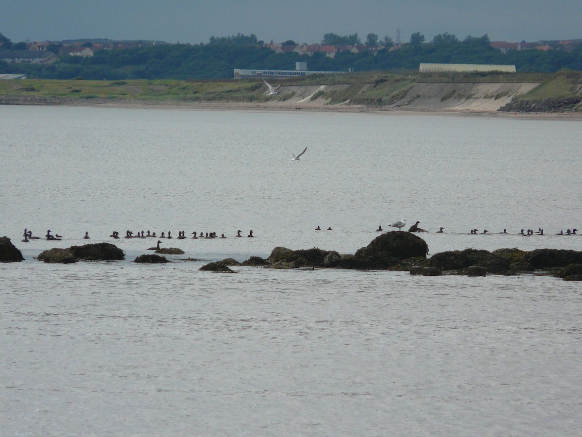 Ahatebeltz arrunta - ML641789583