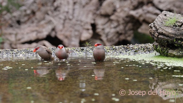 Common Waxbill - ML641789611