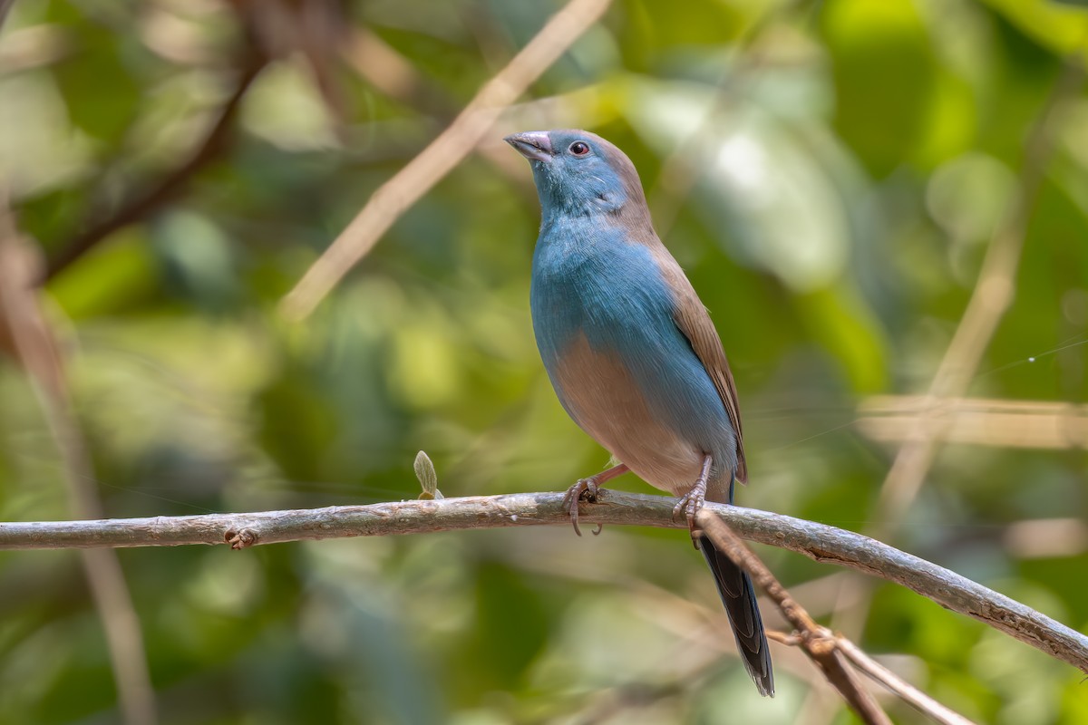 Southern Cordonbleu - ML641789652