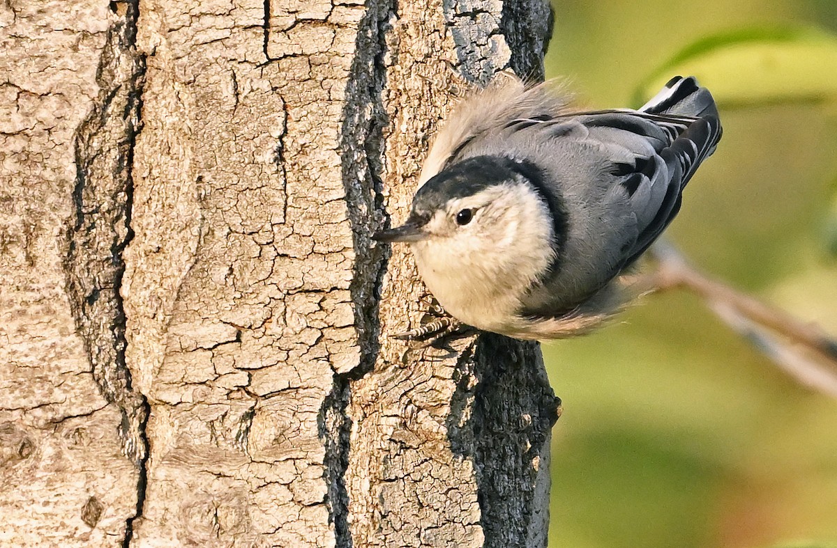 White-breasted Nuthatch - ML641789687