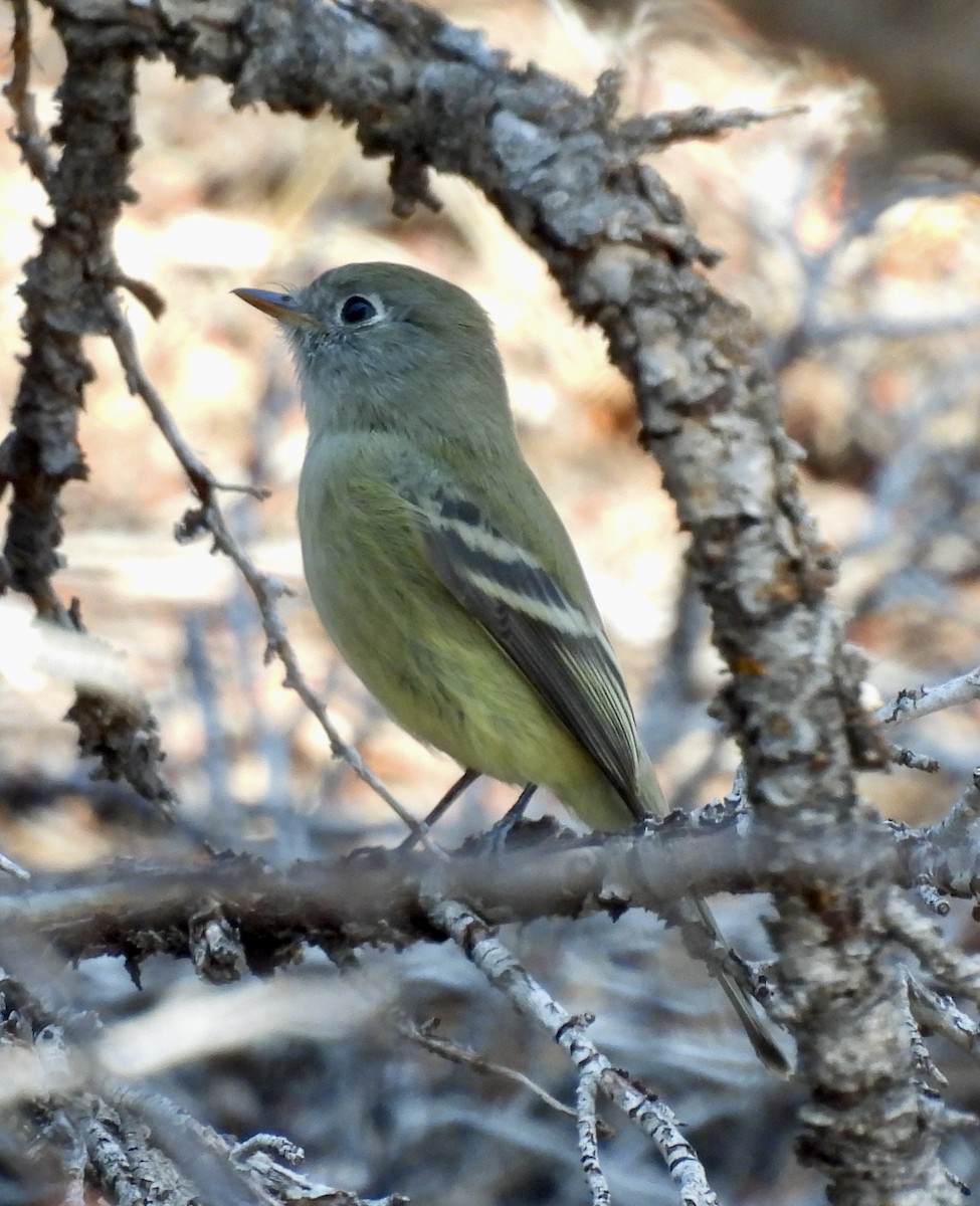 Hammond's Flycatcher - ML641789704