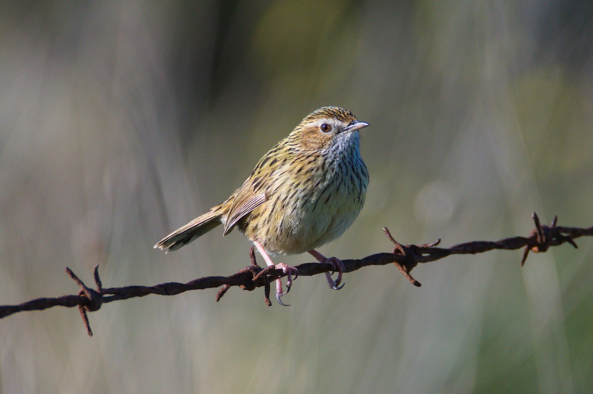 Striated Fieldwren - ML641789706