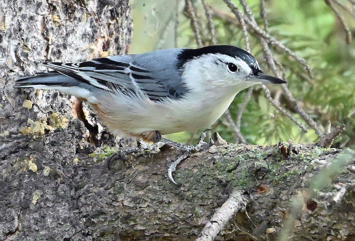 White-breasted Nuthatch - ML641789730