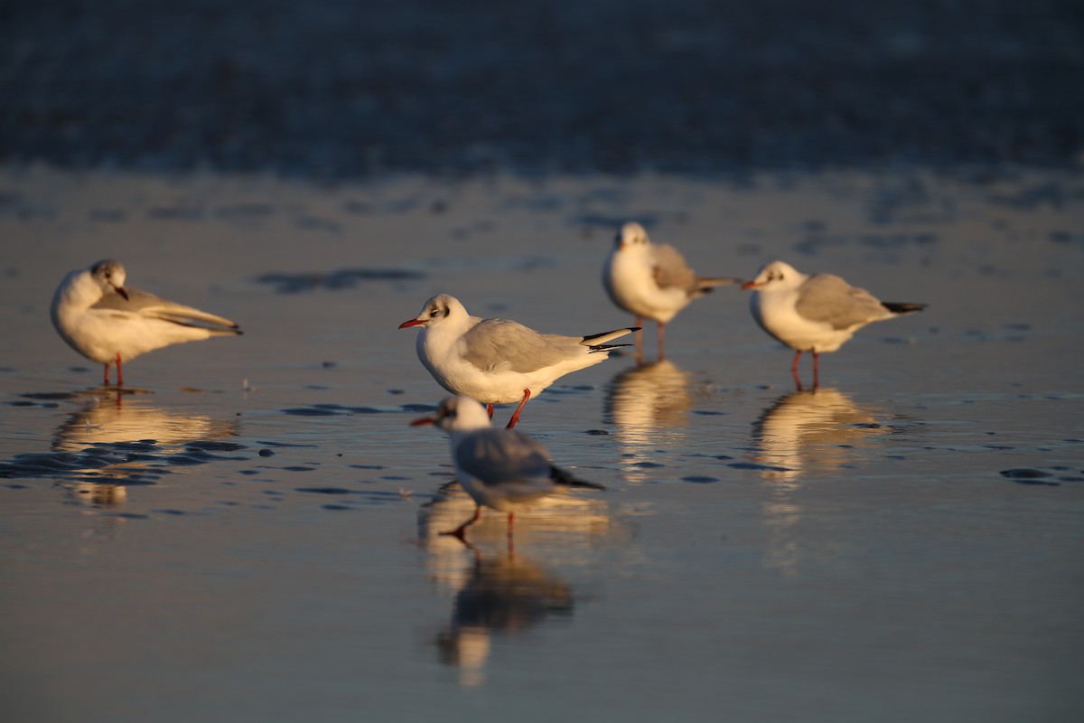 Mouette rieuse - ML641789743