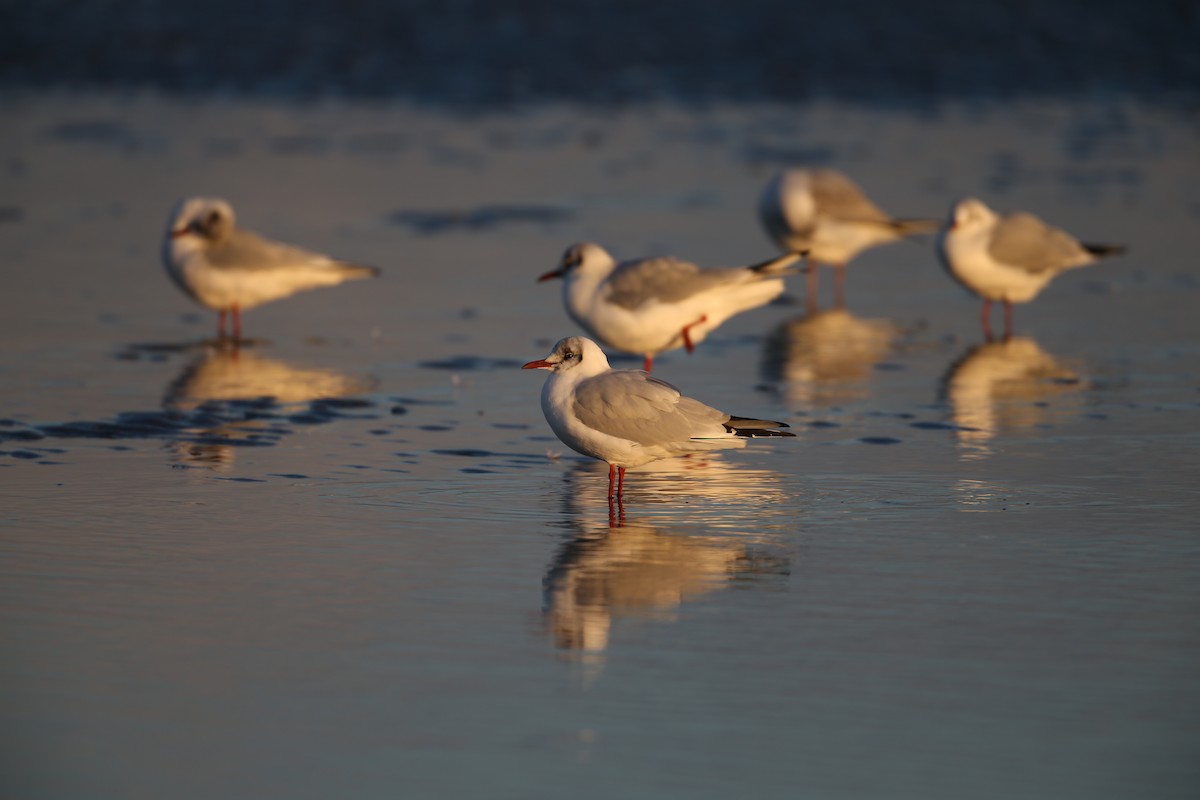 Mouette rieuse - ML641789745