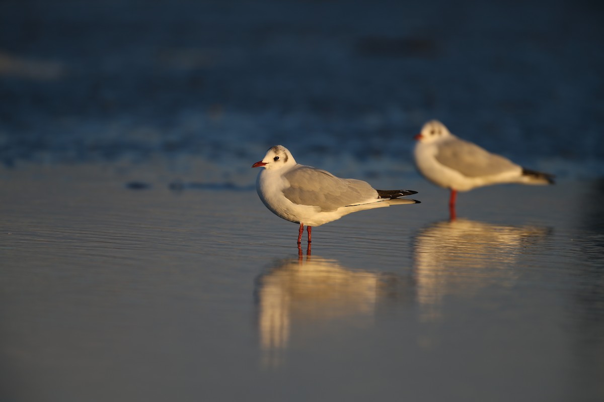 Mouette rieuse - ML641789748