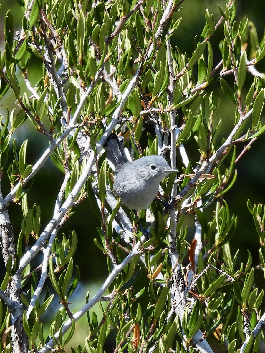 Blue-gray Gnatcatcher - ML641789764