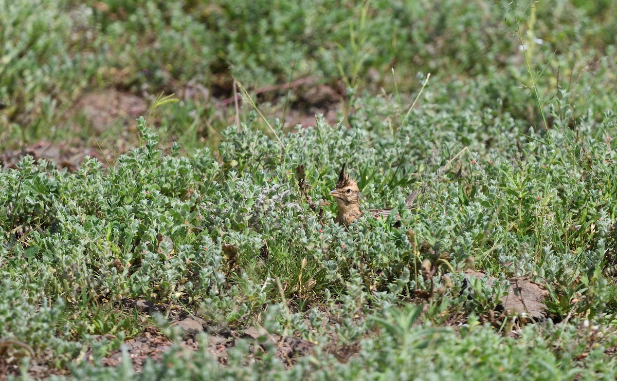 Malabar Lark - ML641789765