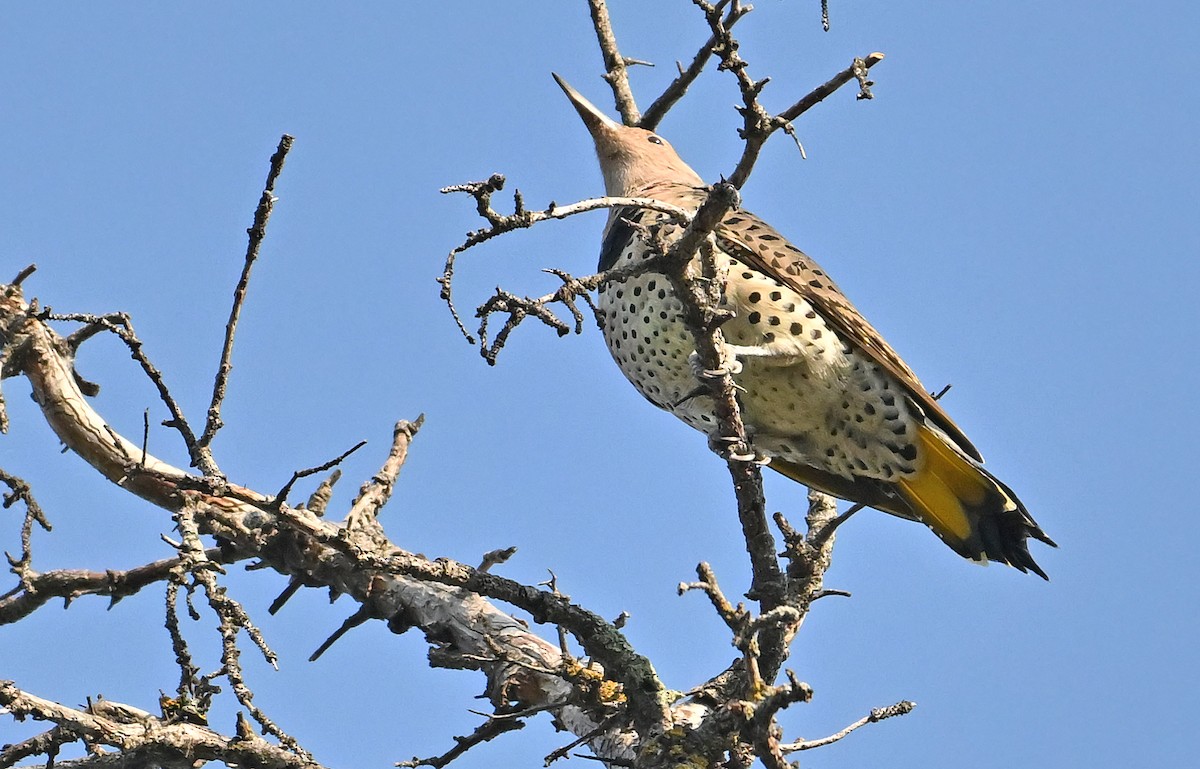 Northern Flicker (Yellow-shafted) - ML641789766