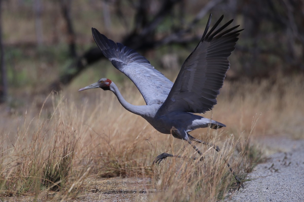 Brolga - ML641789772