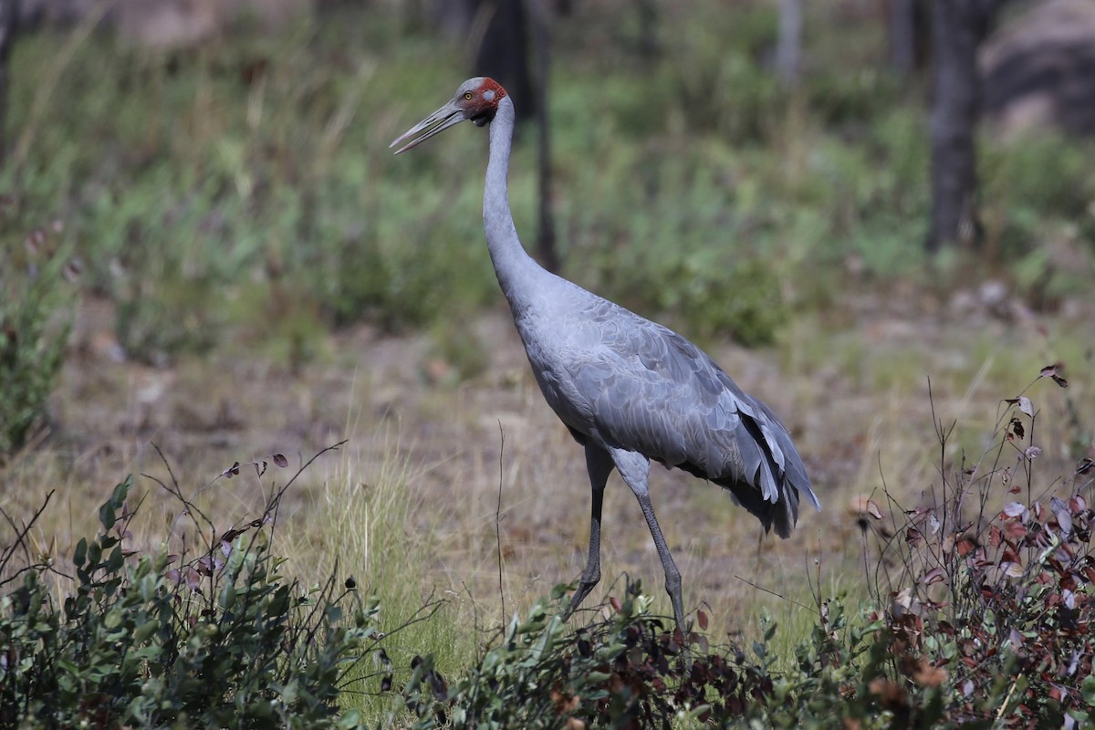 Brolga - ML641789773