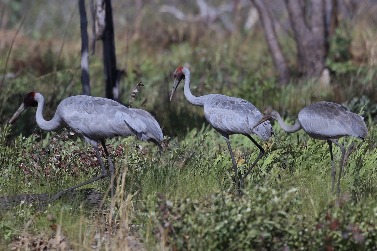 Brolga - ML641789775