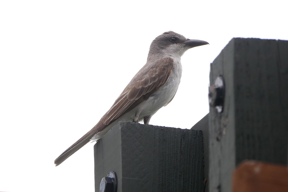 Gray Kingbird - ML641789784