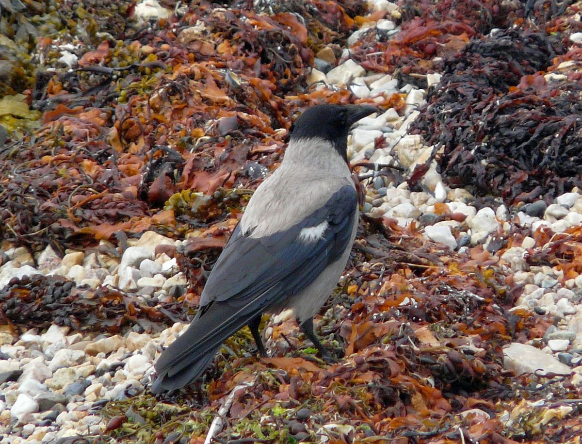 Corneja Cenicienta - ML641789792