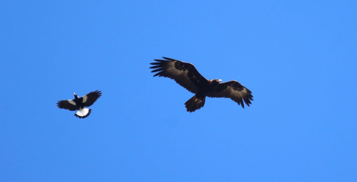 Aigle d'Australie - ML641789793