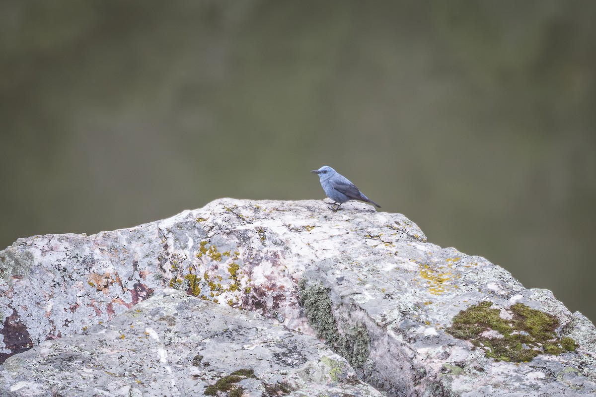 Blue Rock-Thrush - ML641789794