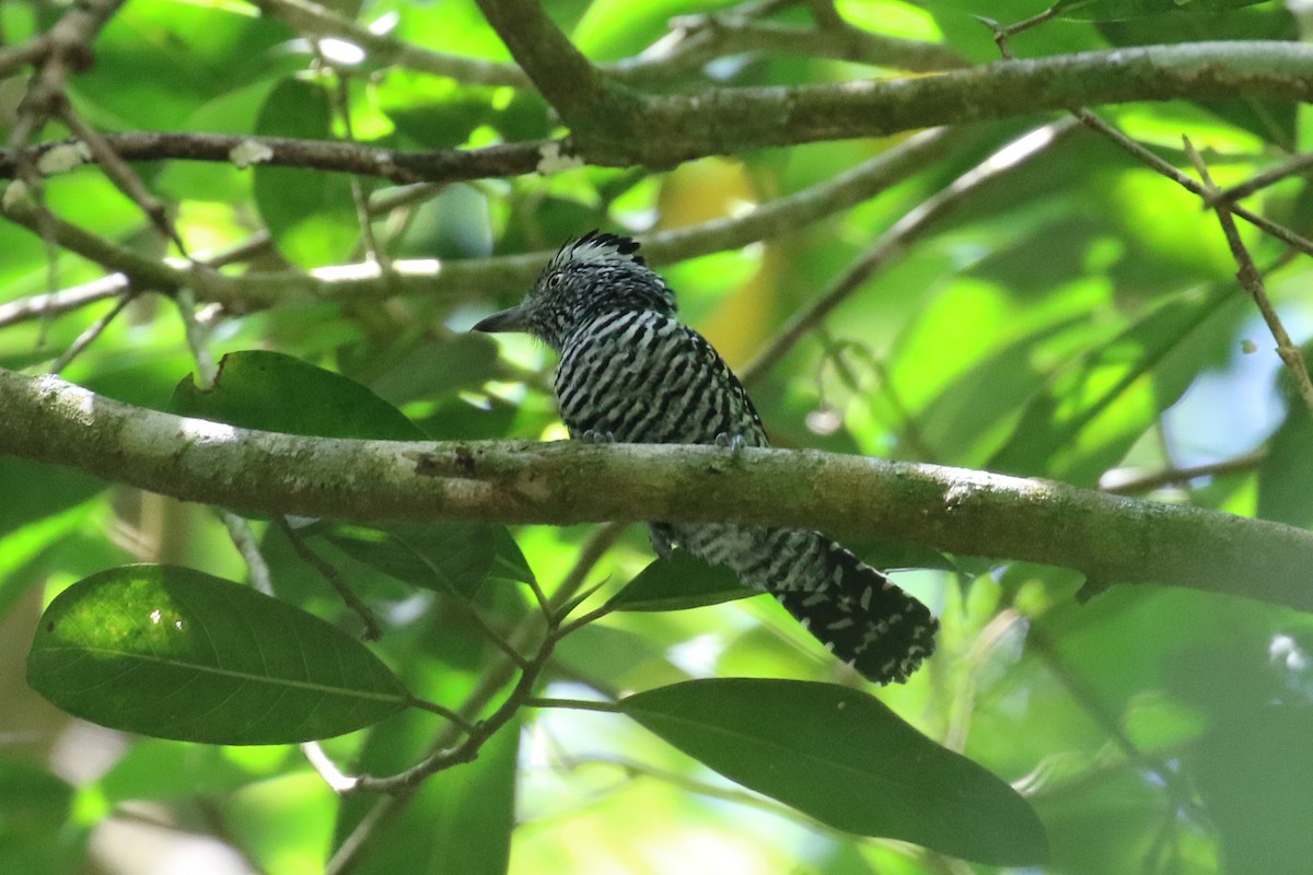 Barred Antshrike - ML641789805