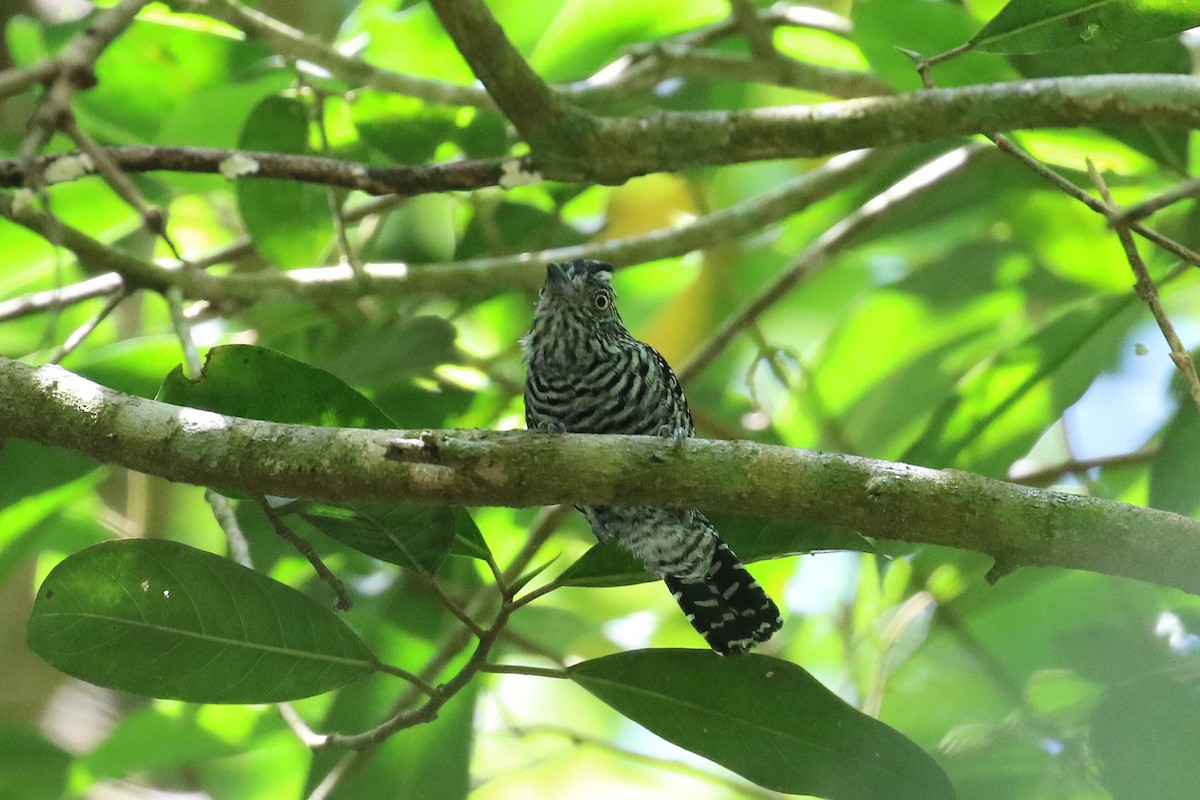 Barred Antshrike - ML641789806