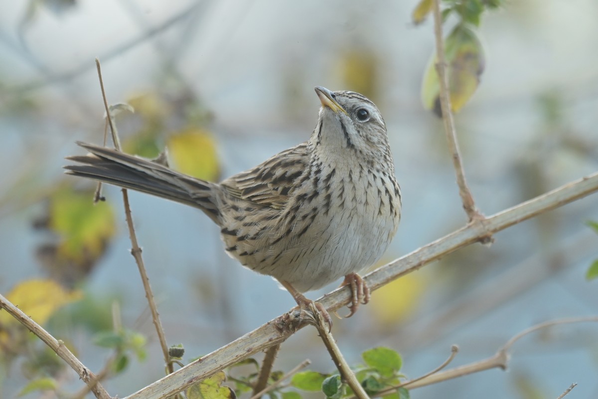 Bisbita del Himalaya - ML641789817