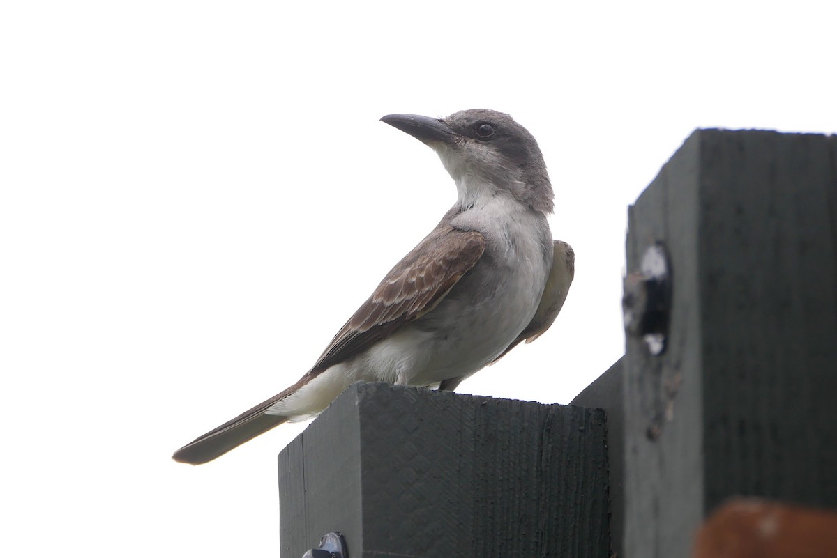 Gray Kingbird - ML641789834