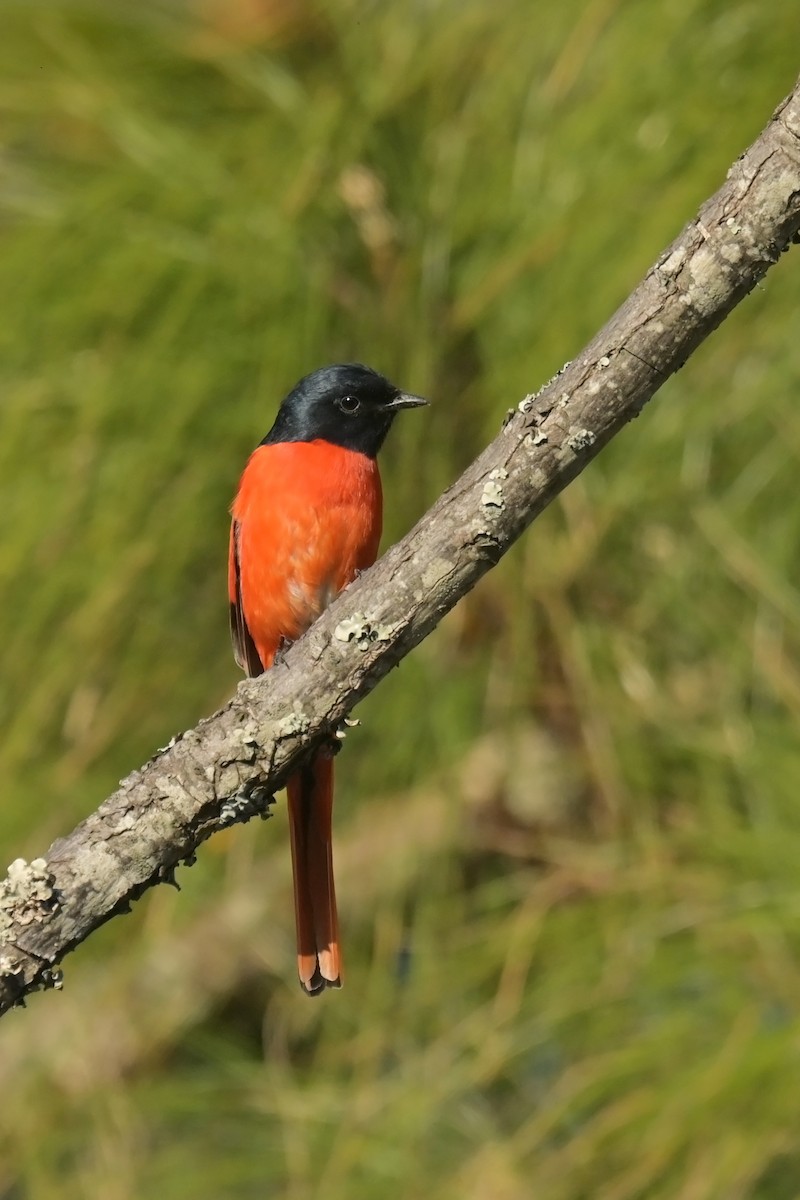 Scarlet Minivet - ML641789845