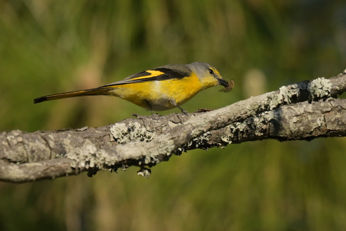 Scarlet Minivet - ML641789847