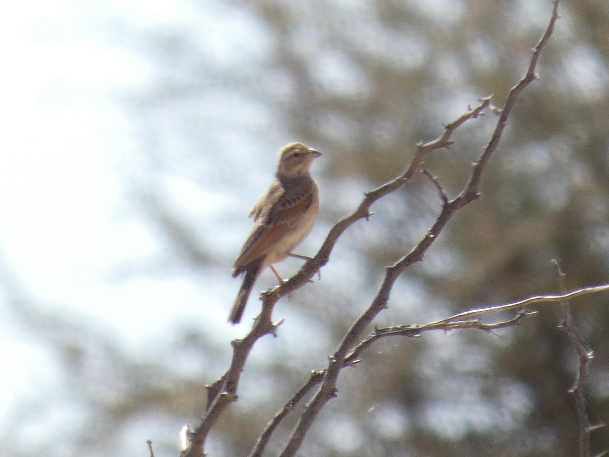 Lark-like Bunting - ML641789851
