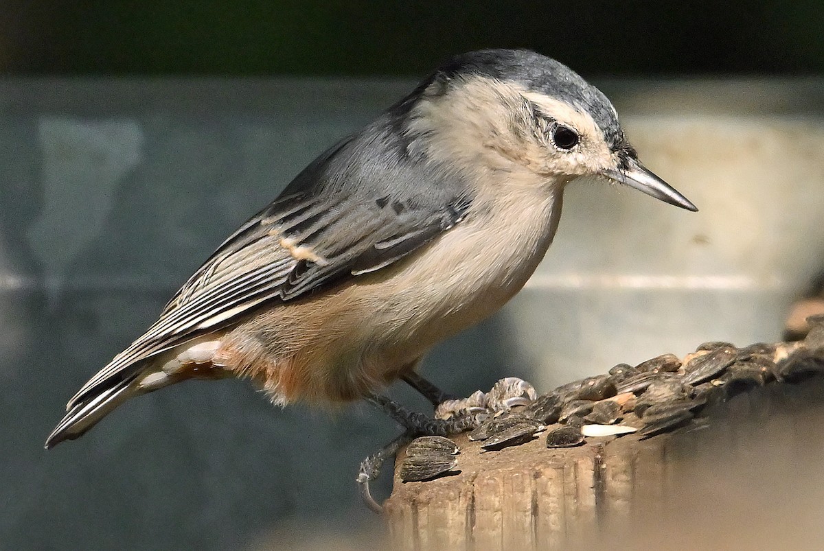 White-breasted Nuthatch - ML641789857