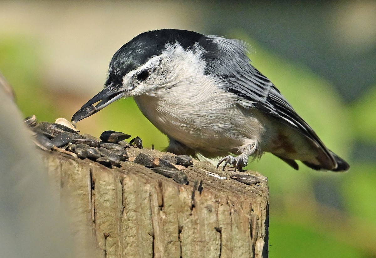 White-breasted Nuthatch - ML641789866